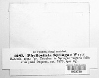 Ascochyta syringae image